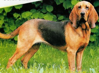 COPOI DE JURA - TIP BRUNO